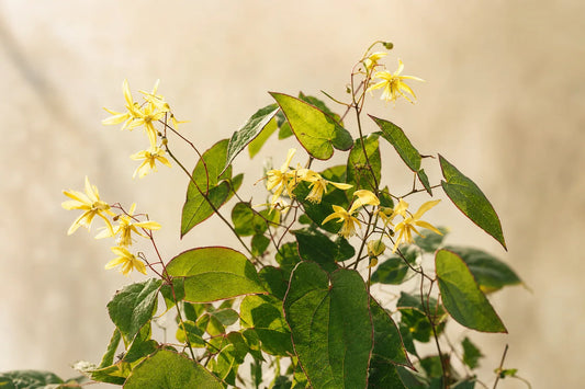 Horny Goat Weed: Traditional Uses and Modern Science